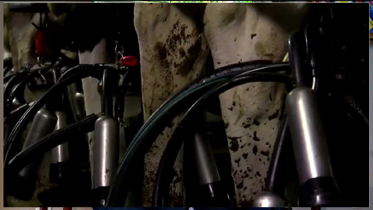 Se pondrá precio a los eructos de ovejas y vacas para reducir los gases de efecto invernadero