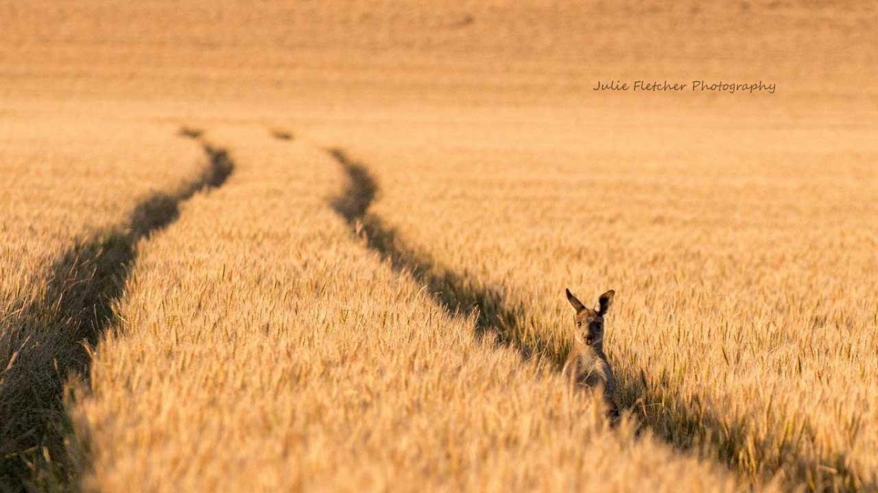 Se preparan para el tercer año de excelentes cosechas de trigo