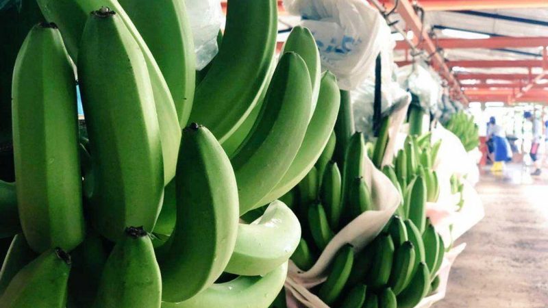 Exportadoras que incumplan la Ley del Banano se las sancionará