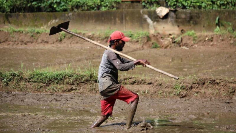 Sri Lanka, obtiene una línea de crédito de la India para fertilizantes