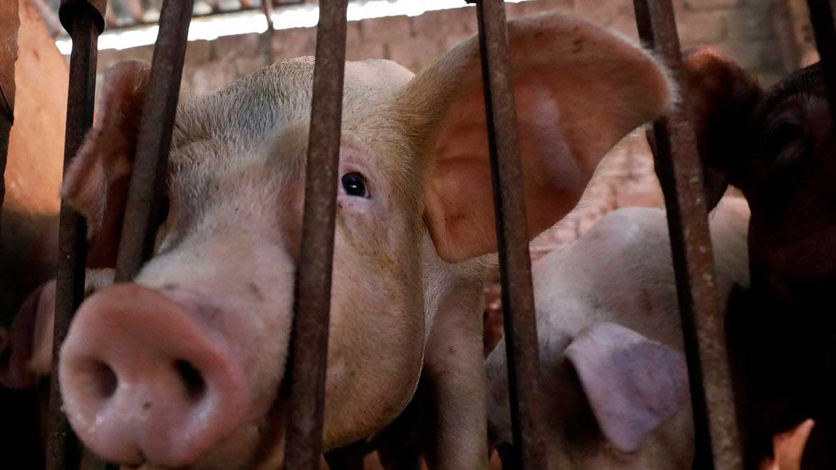 Vietnam desarrolla la ‘primera vacuna del mundo’ contra la peste porcina africana para uso comercial