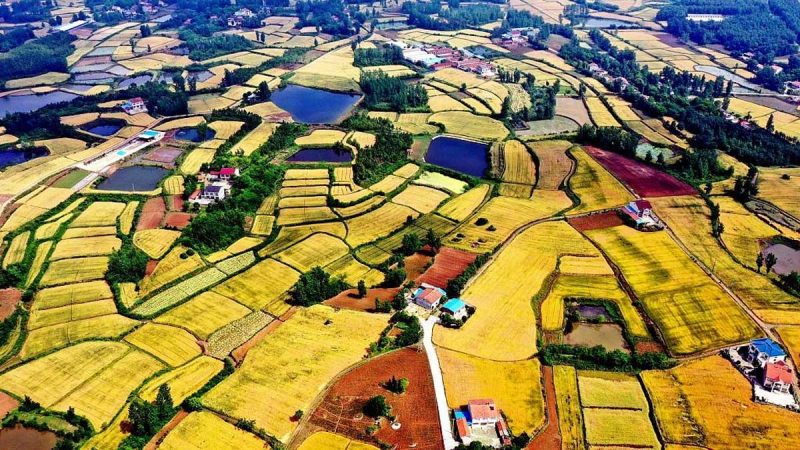 Xi Jinping alienta a agricultores de cereales a contribuir con la seguridad alimentaria nacional