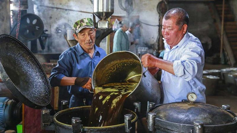 Aumenta la cosecha de colza en verano