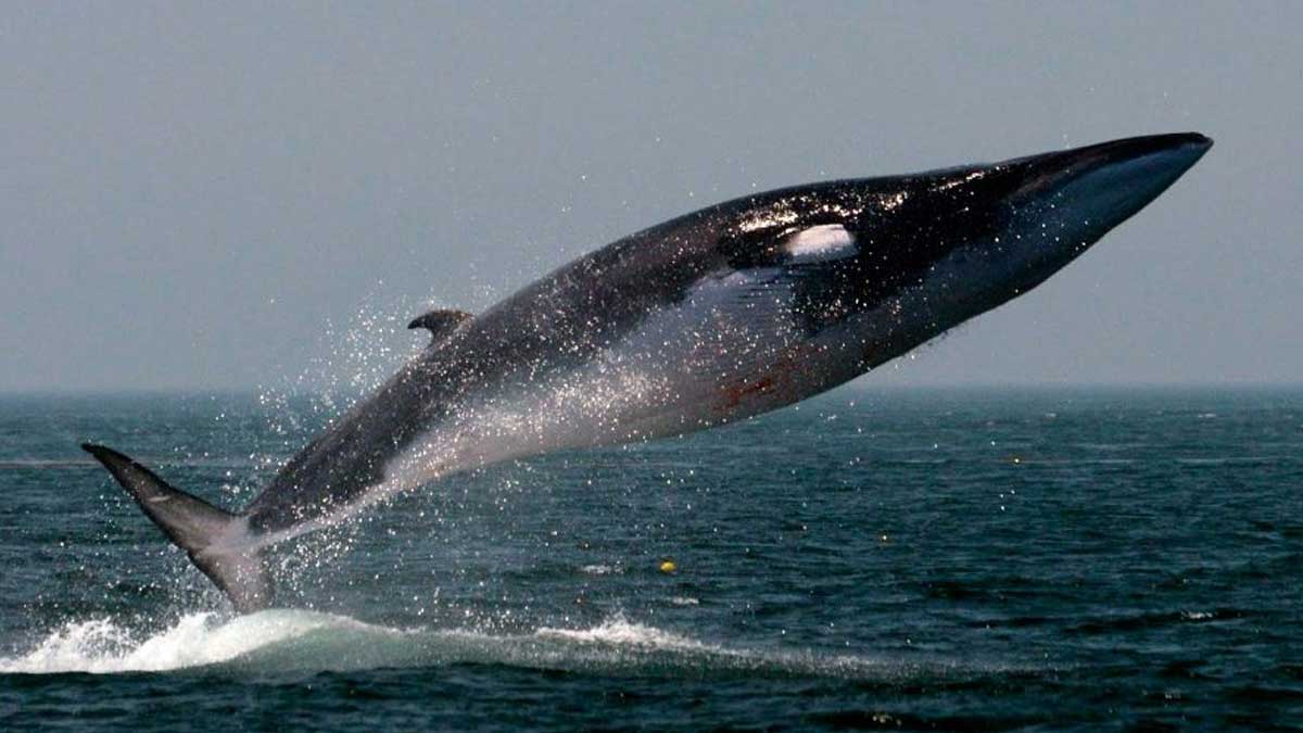 Ballenas rorcuales se observan en el Antártico