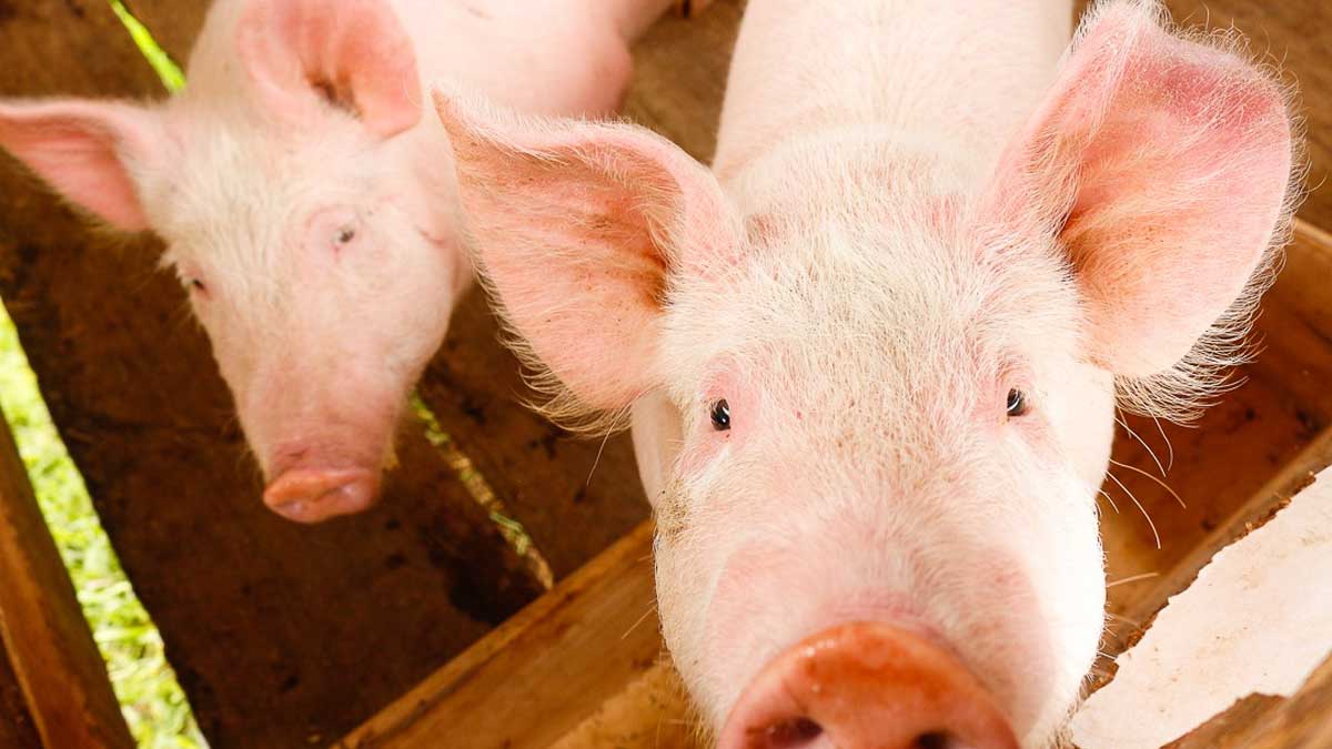 Congreso Internacional de Porcicultura: del 6 al 8 julio