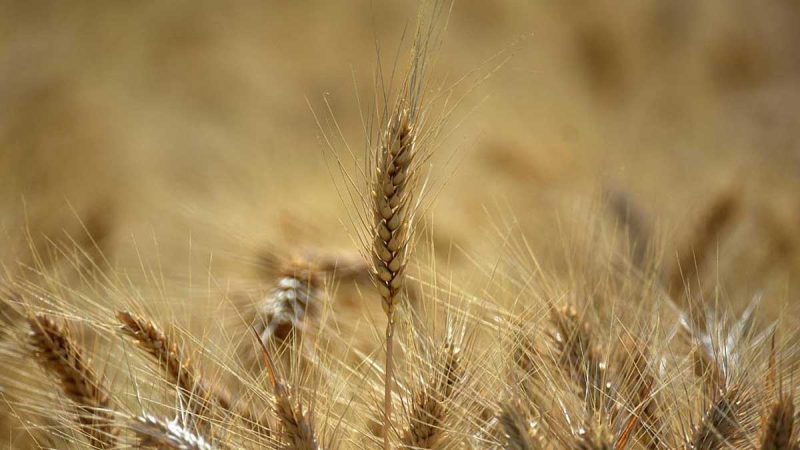 Egipto cancela contratos de trigo ucraniano