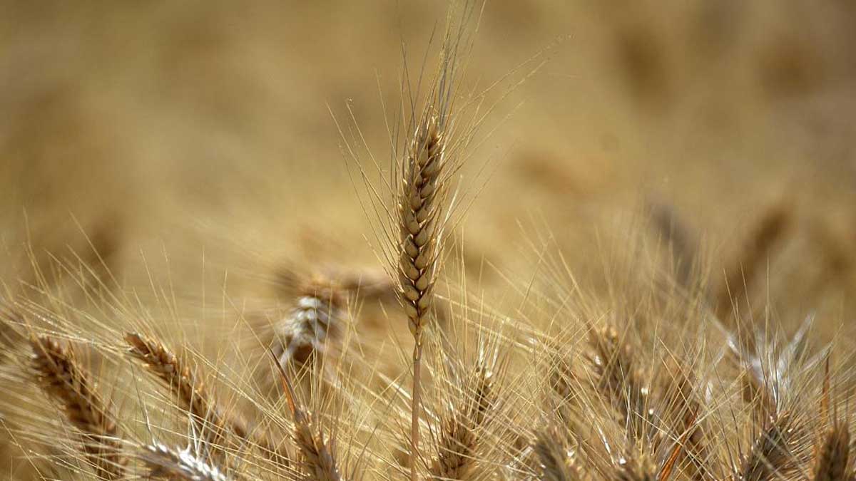 Egipto cancela contratos de trigo ucraniano