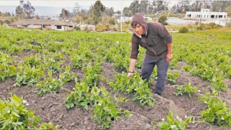 El riego por surcos, una actividad antigua que siguen implementando los productores