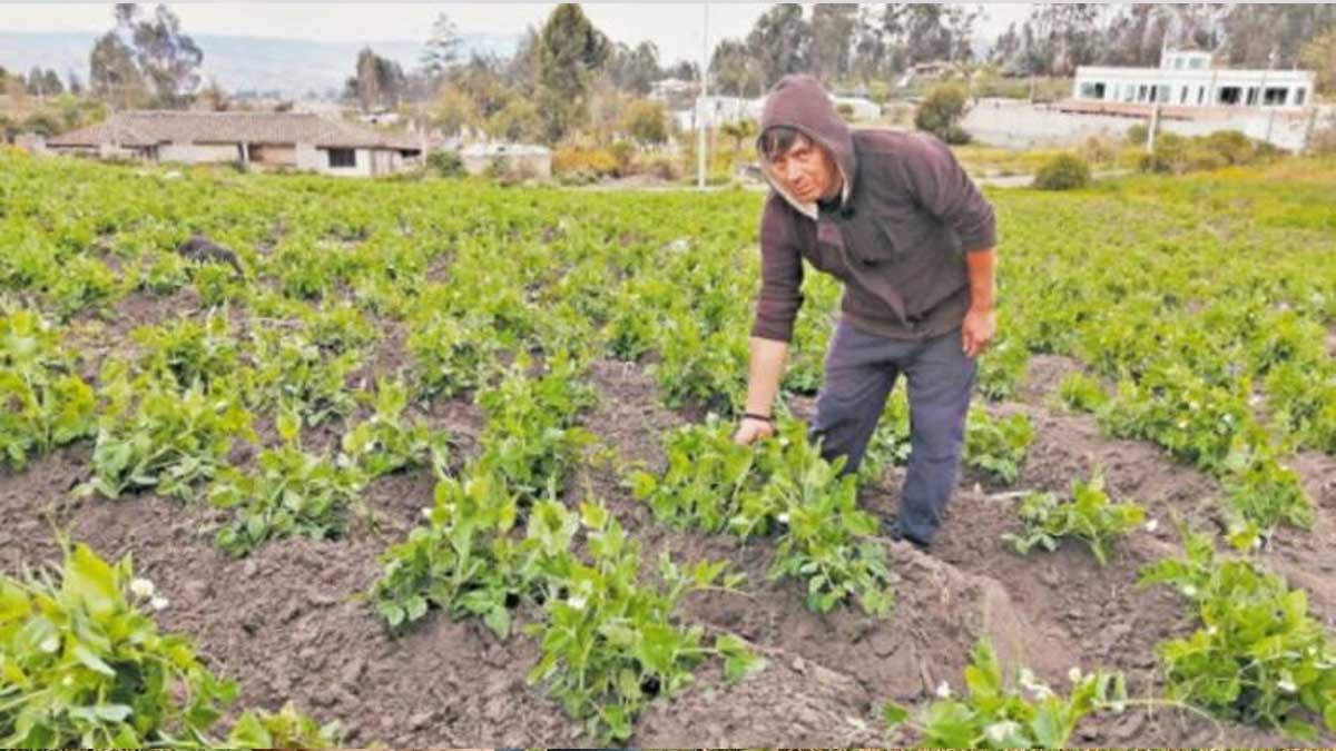 El riego por surcos, una actividad antigua que siguen implementando los productores