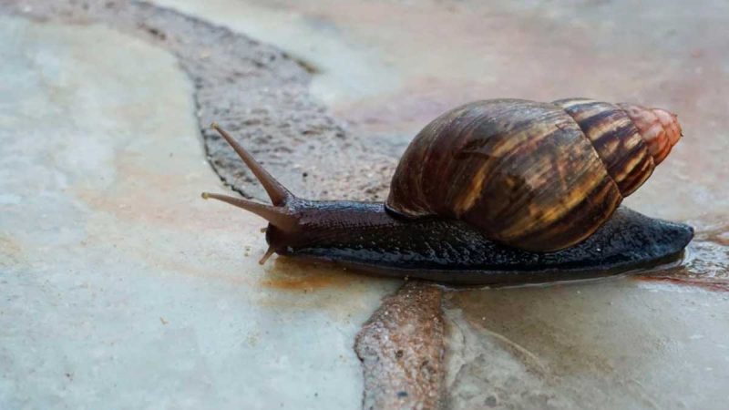 En Florida se pide erradicar a los caracoles gigantes africanos