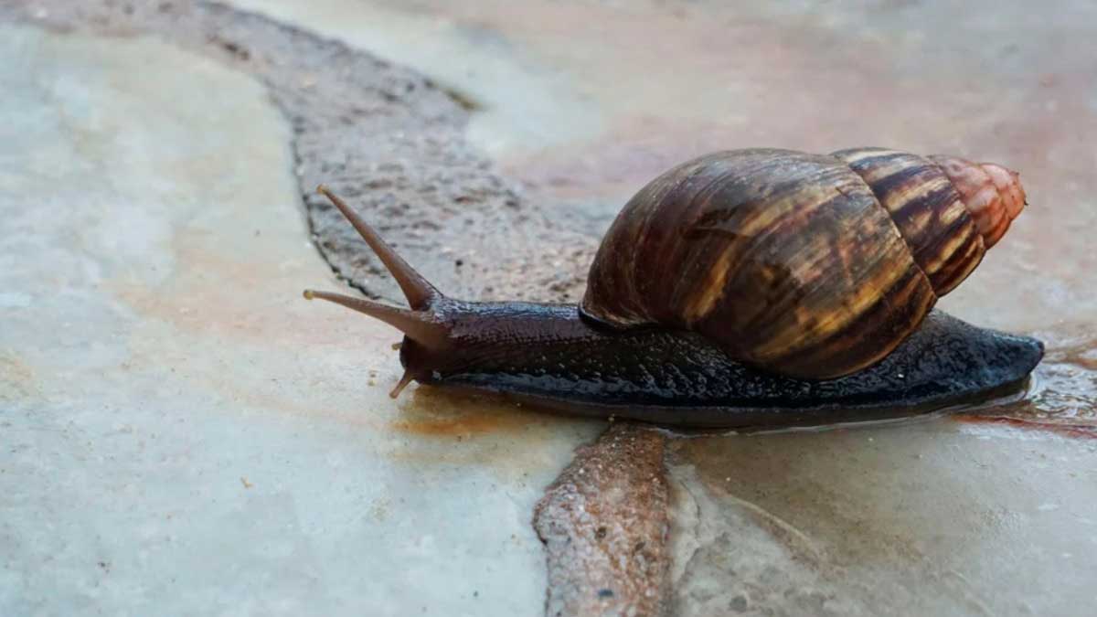 En Florida se pide erradicar a los caracoles gigantes africanos