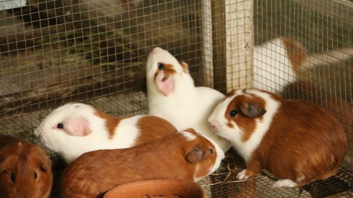 Festival Regional del Cuy se realizará en Cajamarca