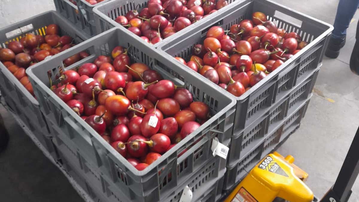 Frutas de calidad ingresan a las grandes cadenas de supermercados del país