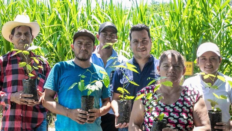 Ganaderos reciben plantas forrajeras para el alimento de sus rebaños
