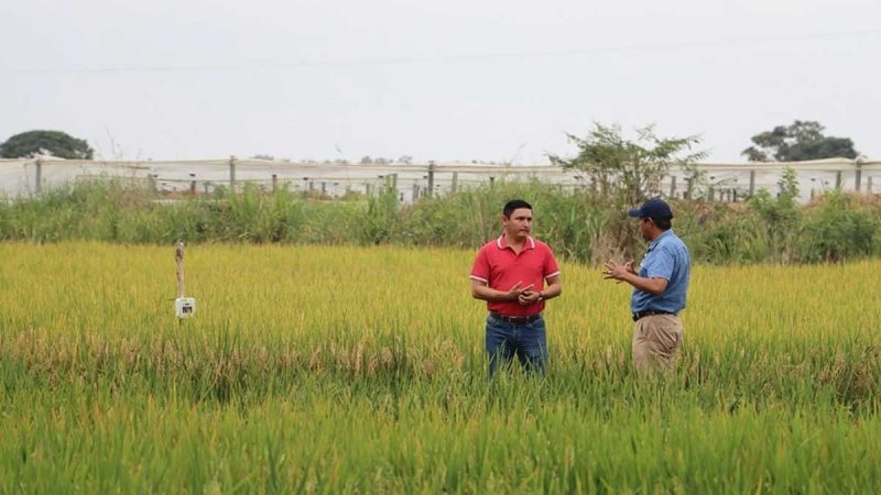 INIAP realiza ensayos para obtener arroz resistente y de alta calidad