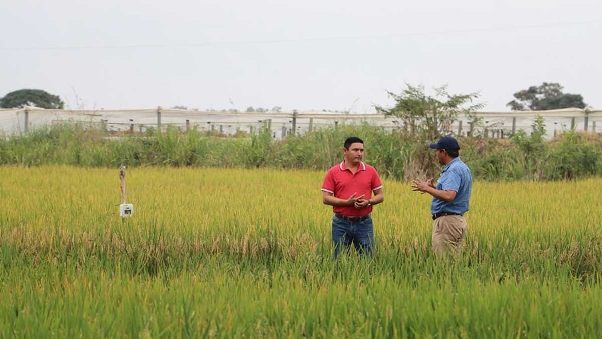 INIAP realiza ensayos para obtener arroz resistente y de alta calidad