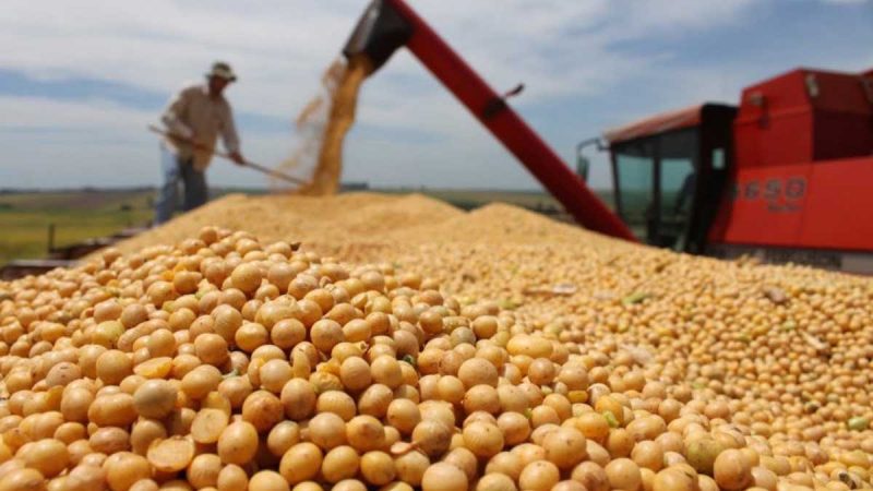 INIFAP promueve rotación de cultivos de soya y cártamo para obtener mayor rentabilidad y sustentabilidad