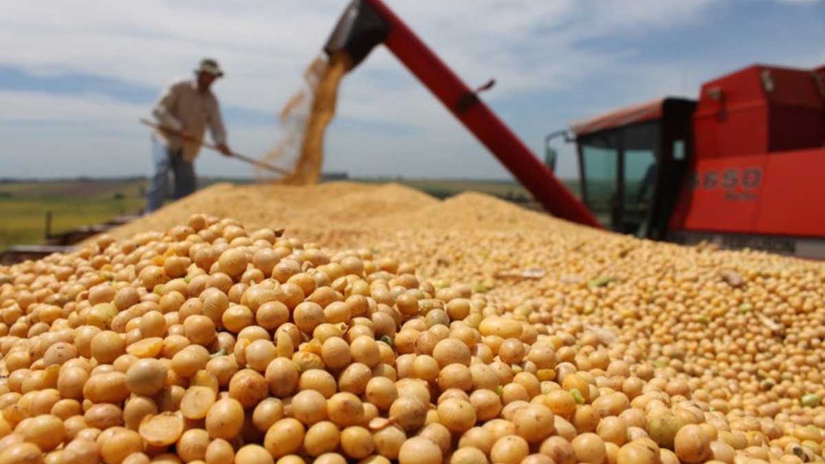 INIFAP promueve rotación de cultivos de soya y cártamo para obtener mayor rentabilidad y sustentabilidad