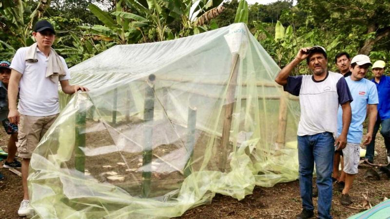 Iniap capacita a agricultores en el control de cámaras térmicas para el banano.