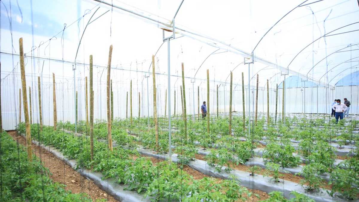 Investigadores de la UPM usan productos naturales contra enfermedades en las plantas