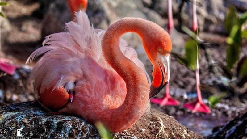 Luego de 20 años vuelven a anidarse flamingos en la isla Rábida