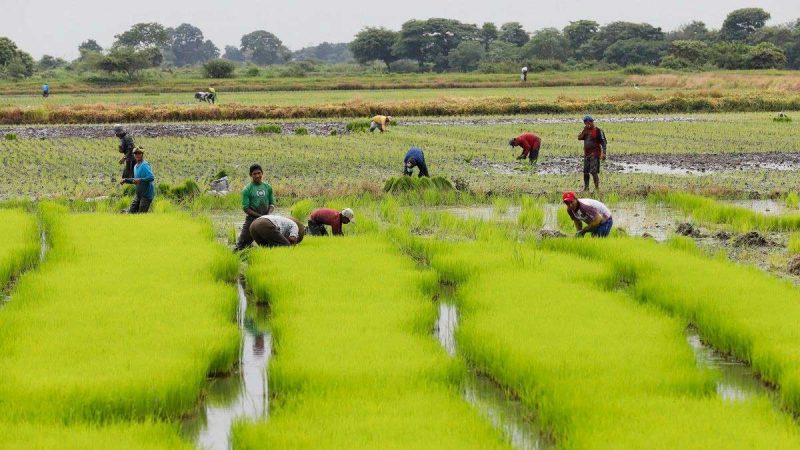 Pequeños productores de arroz reclaman sus derechos