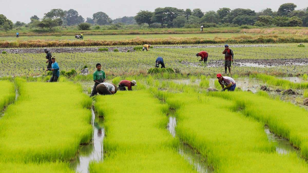 Pequeños productores de arroz reclaman sus derechos