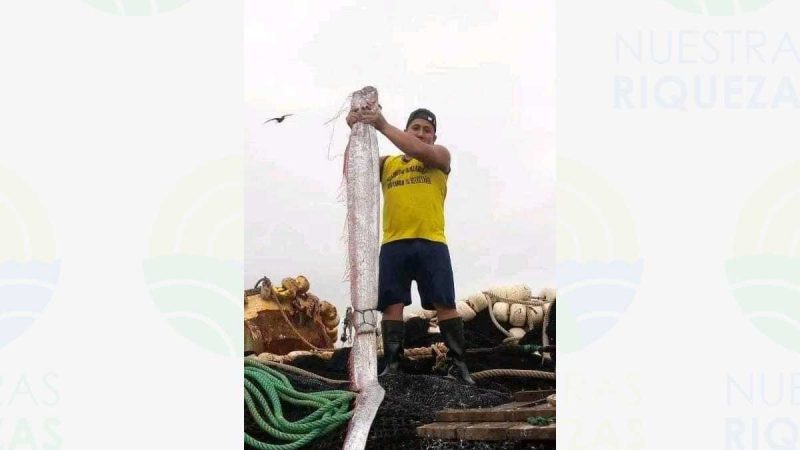 Pez remo es encontrado en Ecuador