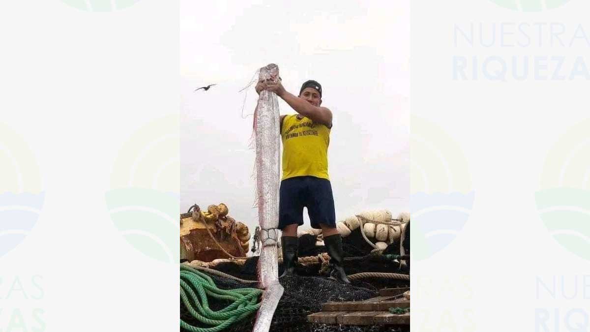 Pez remo es encontrado en Ecuador