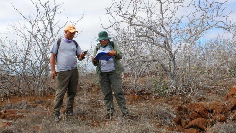 Iguanas terrestres y cactus fueron monitoreados por la DPNG