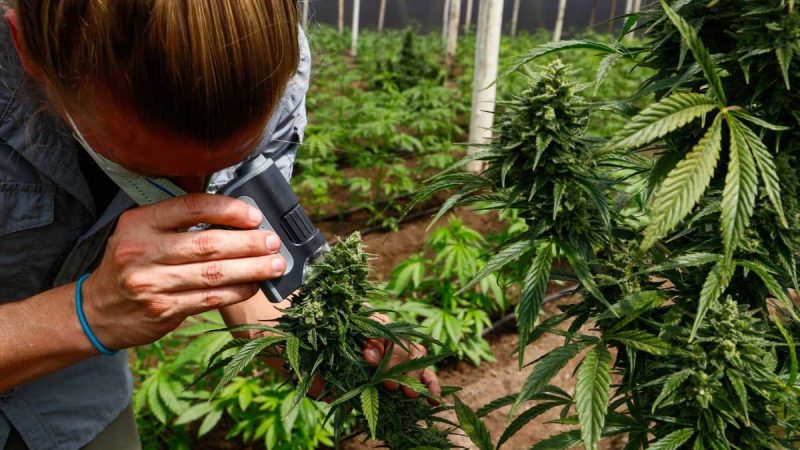 Cannabis ecuatoriano llega a Suiza