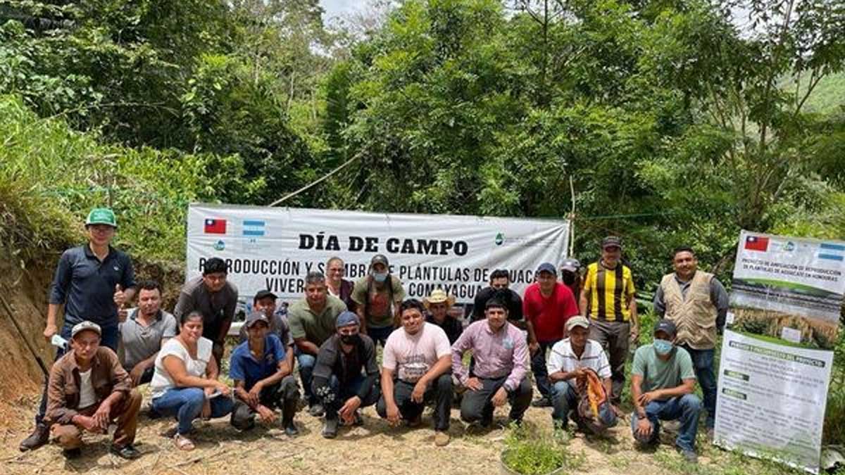 Productores diversificarán sus cultivos con aguacate antillano