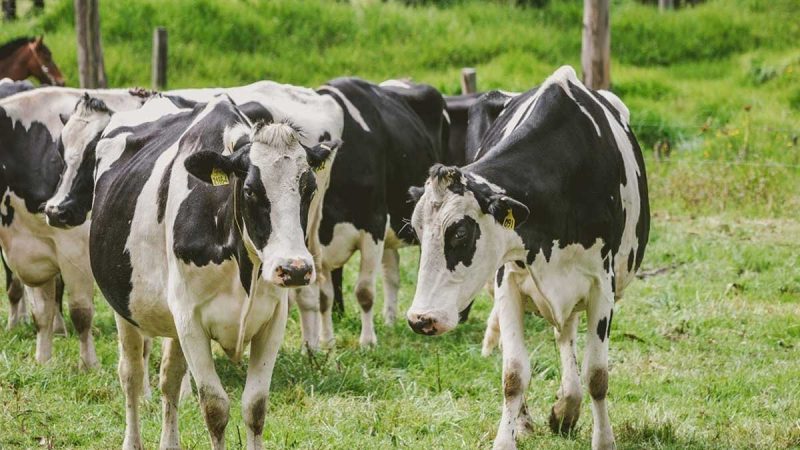 Programa de buenas prácticas ganaderas beneficiará a productores lecheros