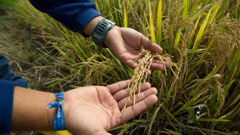 Proyecto ‘Semillas’ beneficiará a pequeños y medianos productores