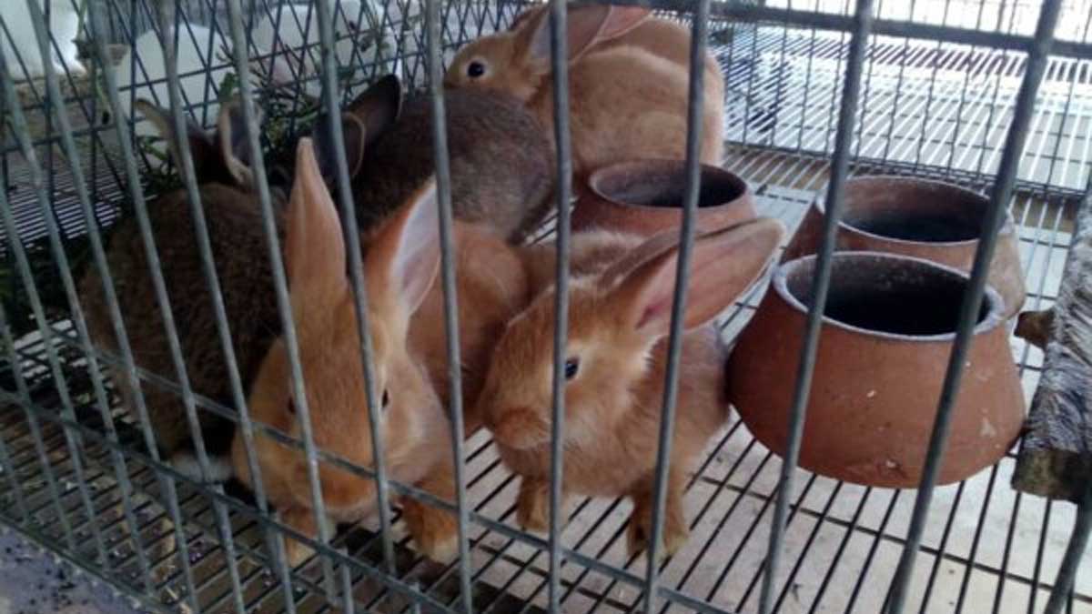 ACPA refuerza proyectos de cunicultura