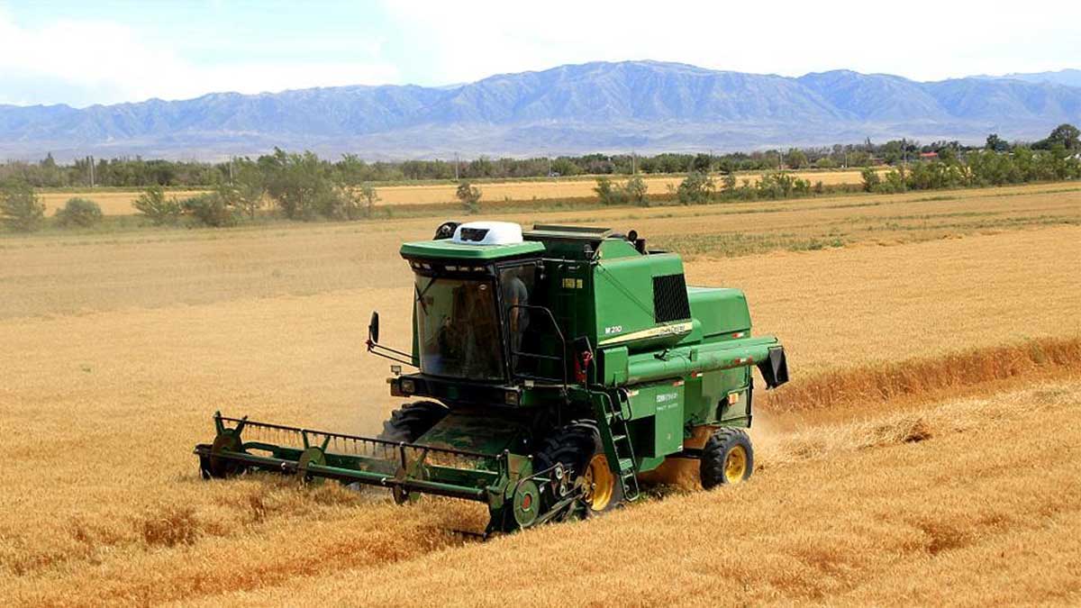 Se registra un crecimiento en la producción de cereales en La Región de Xinjiang