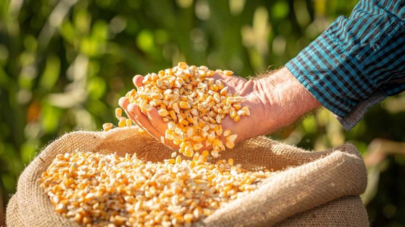 Se actualizan precios mínimos para productos de cultivos de verano