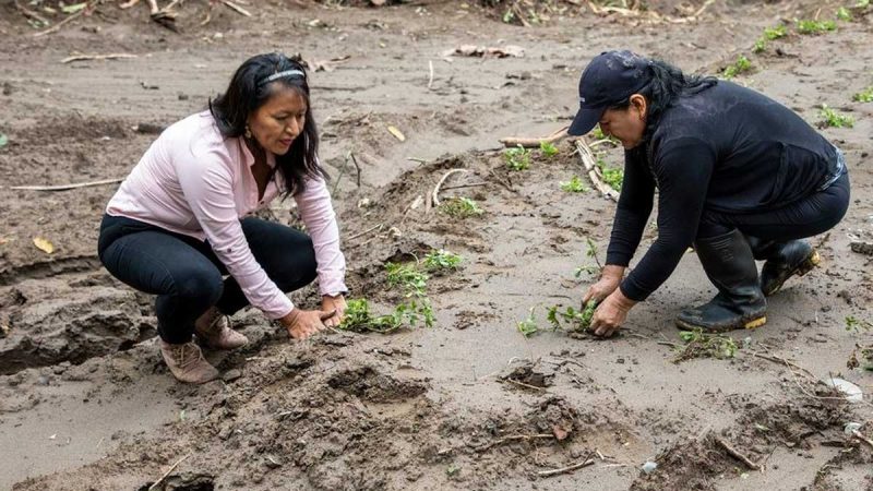 Se realiza minga de siembra de maní forrajero en el barrio Colinas Amazónicas