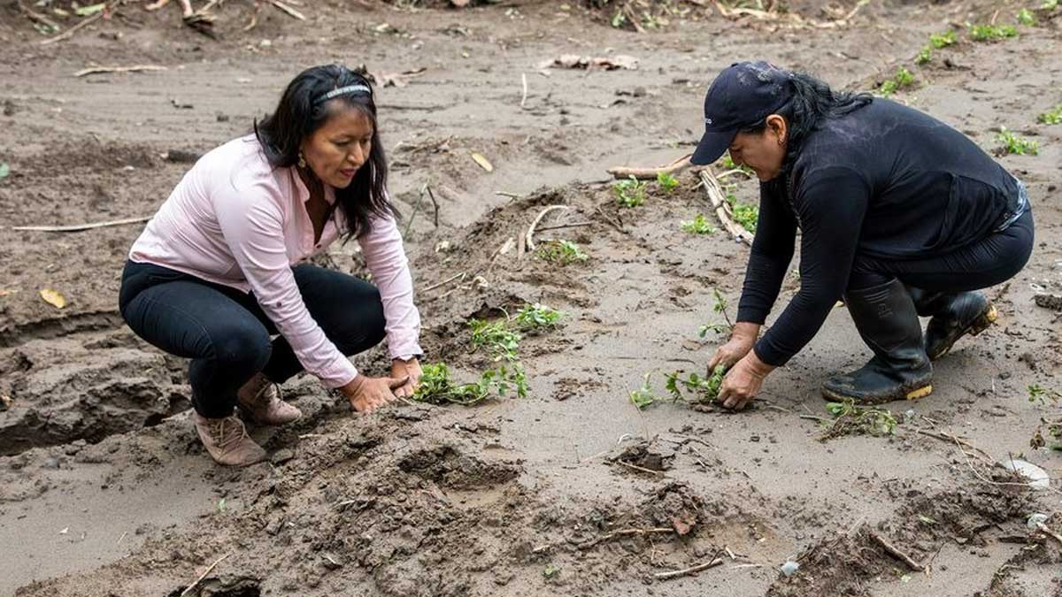 Se realiza minga de siembra de maní forrajero en el barrio Colinas Amazónicas