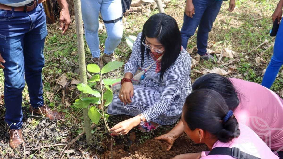 31.695 plantas de cacao se entregan en el cantón Archidona