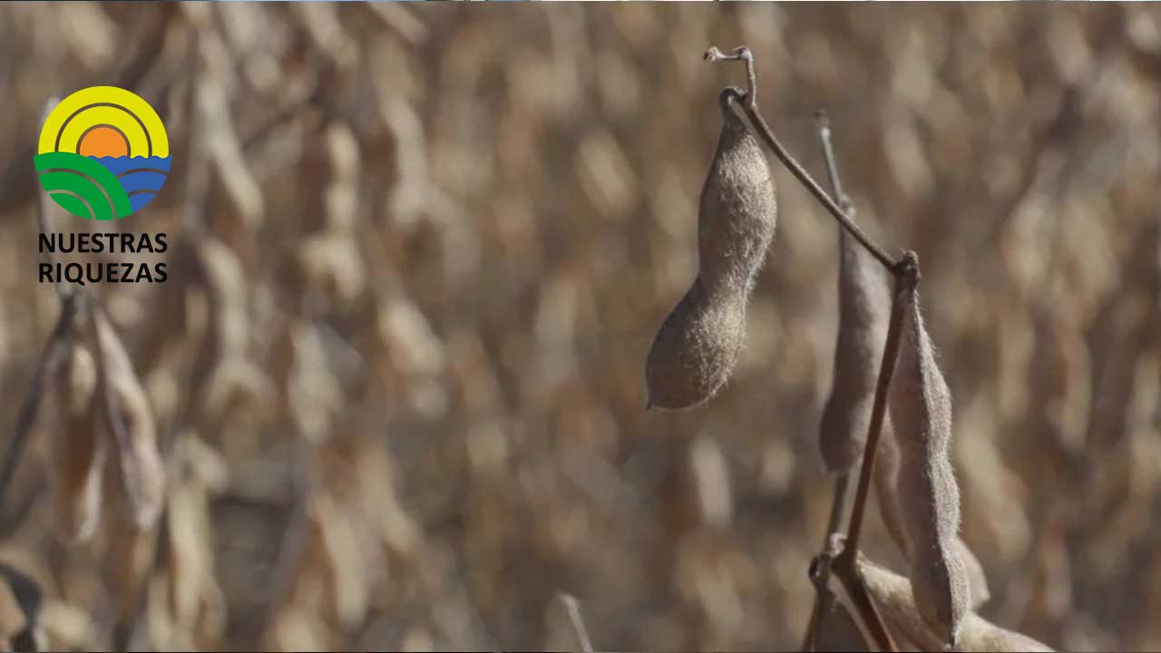 Aumenta el precio internacional de la soja