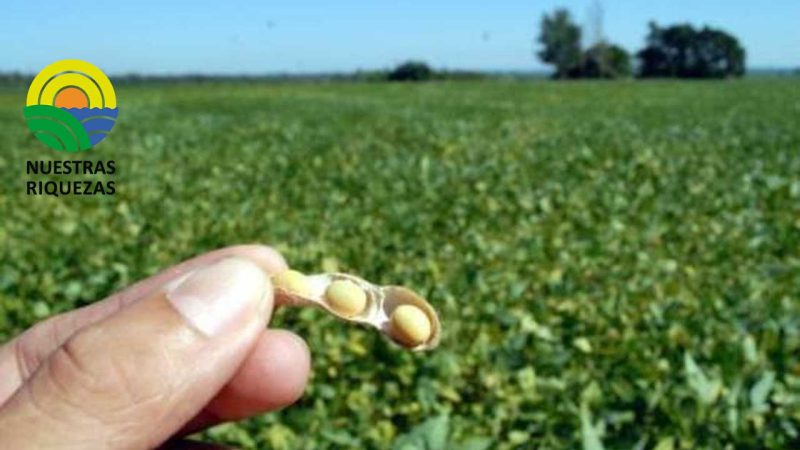 Aumenta la producción de soya en el país
