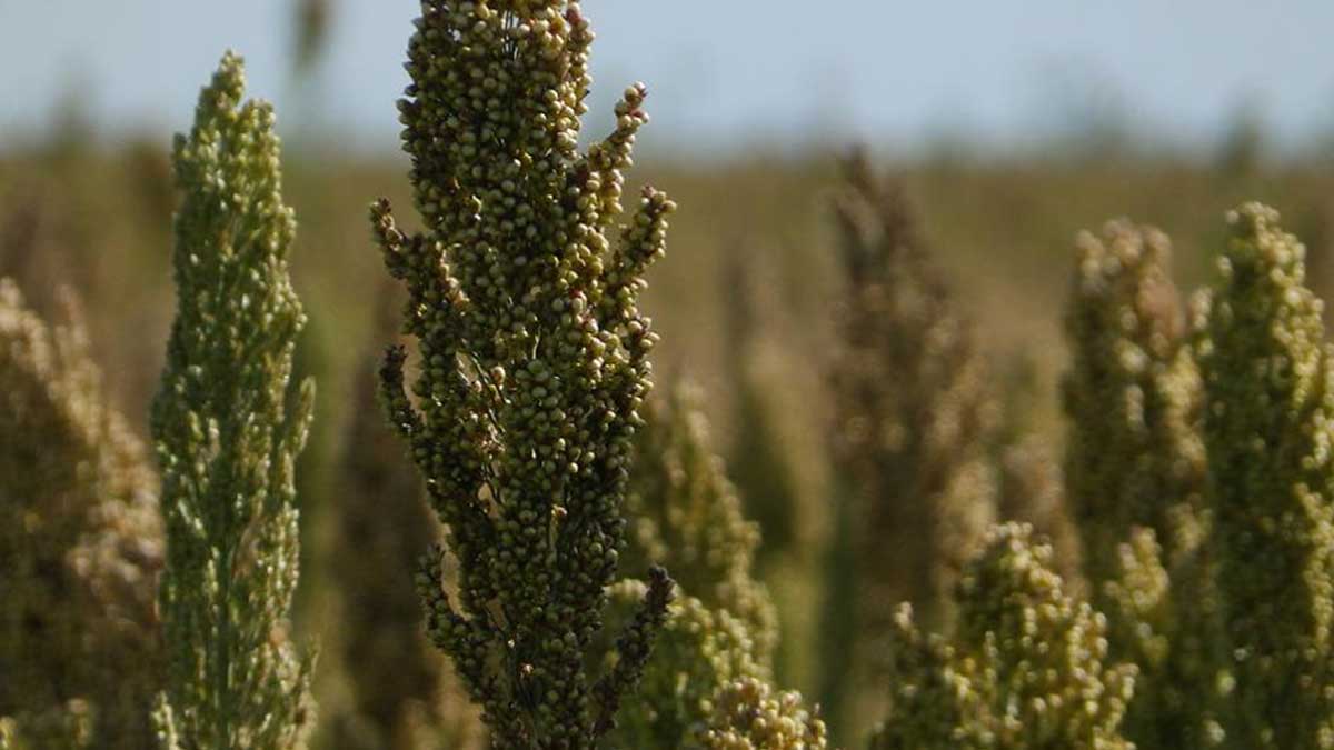 Avances en la habilitación de exportación de sorgo a China