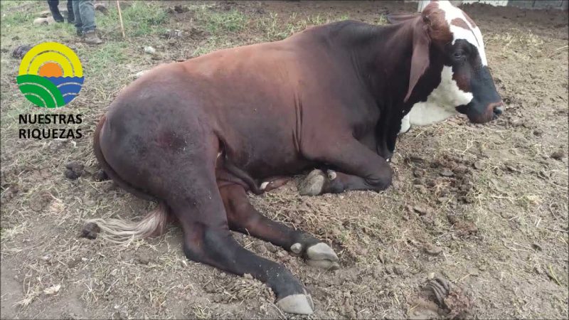 Carbunco sintomático una enfermedad prevenible en los bovinos