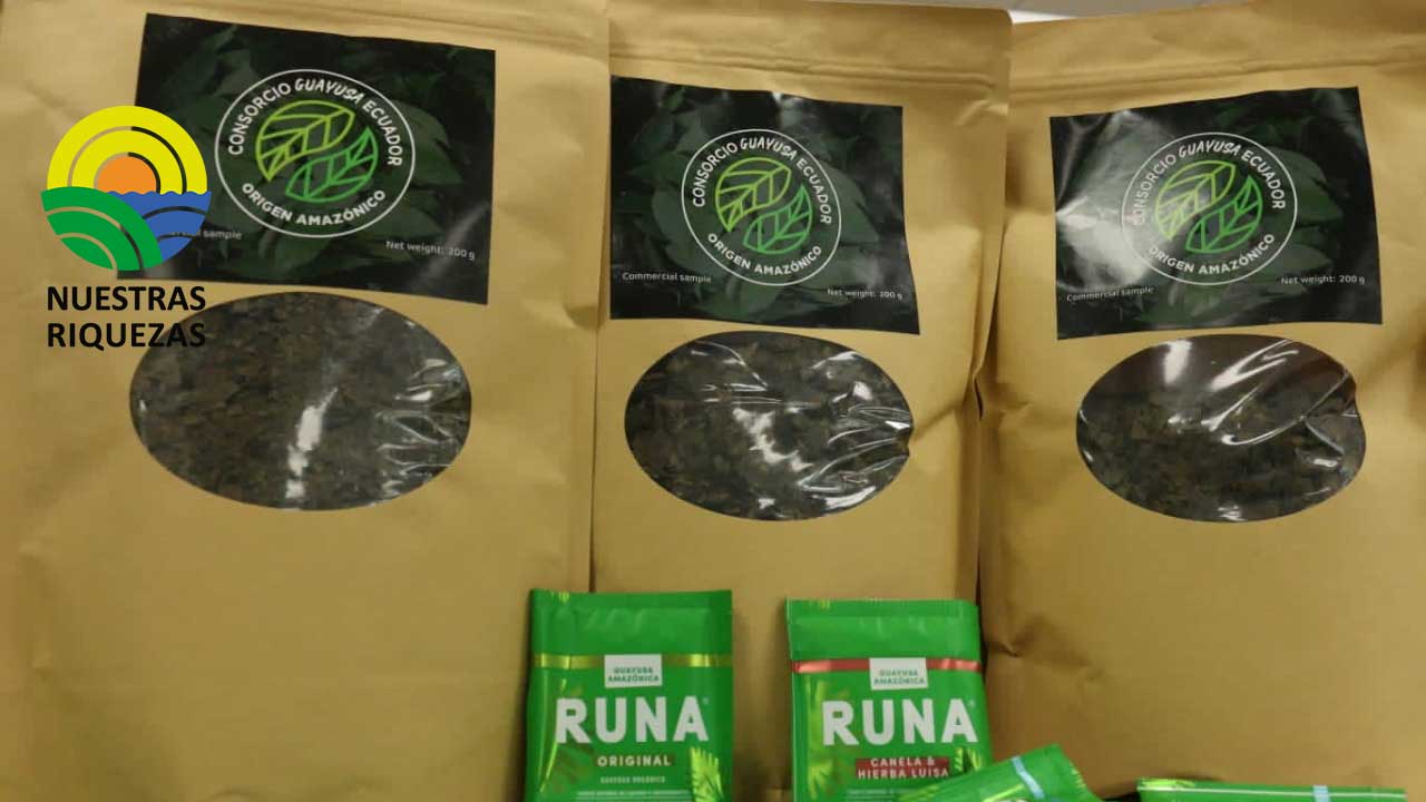 Ecuador es el mayor exportador de Guayusa