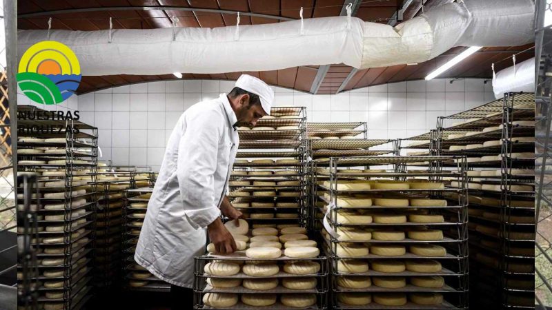 El calor y la sequía ponen en aprietos a los quesos de los Alpes franceses