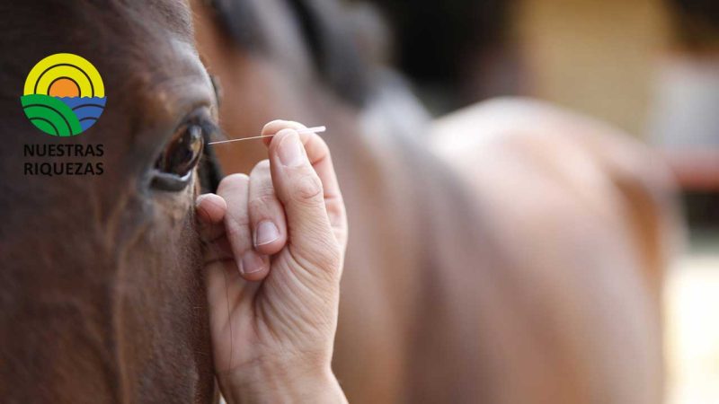 El uso de acupuntura en caballos será posible desde el 2023