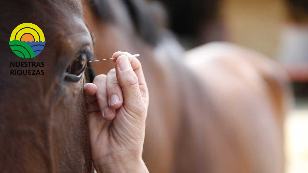 El uso de acupuntura en caballos será posible desde el 2023