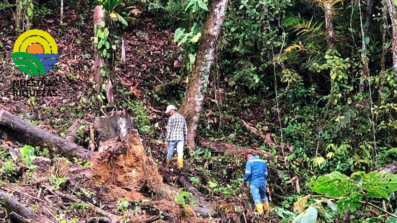 Establecimiento de silvopasturas y sistemas agro forestales