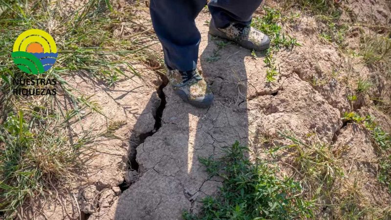 Gobierno pide a los agricultores que replanten o cambien de cultivo ante la sequía
